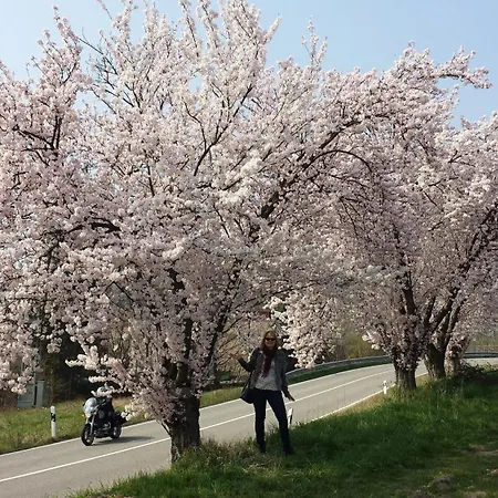 Berger Kurparkresidenz Bad Bergzabern