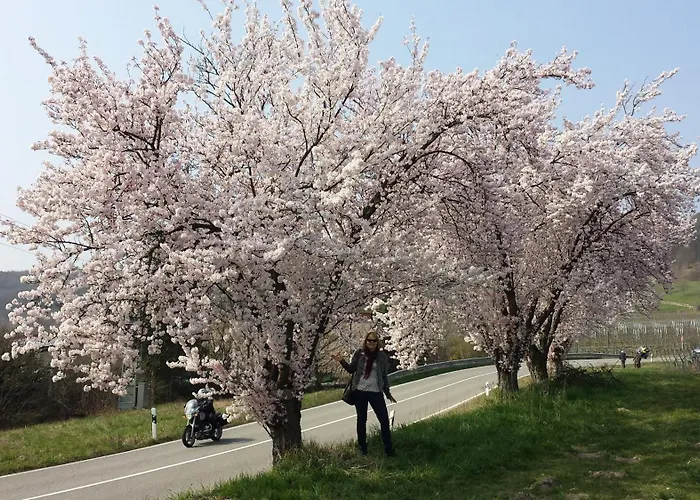 Berger Kurparkresidenz 바트버그자베른
